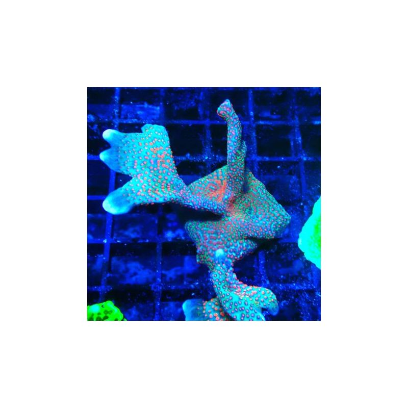 Montipora digitata 1R3