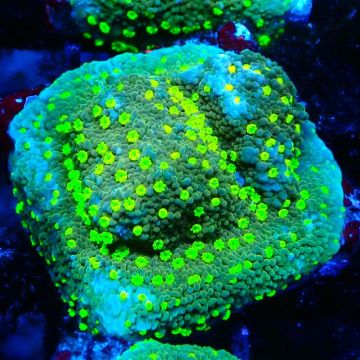 Montipora Habanero 11C8