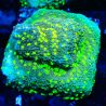 Montipora Habanero 11C8