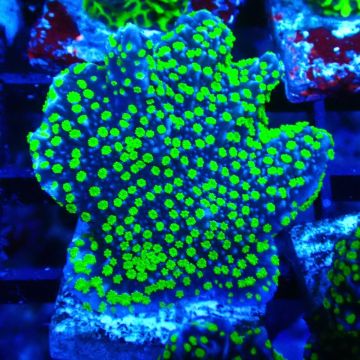 Montipora hispida Hulk 11K4