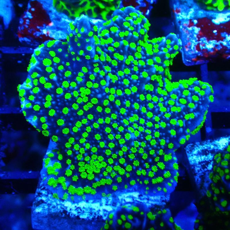 Montipora hispida Hulk 11K4