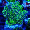 Montipora hispida Hulk 11K4