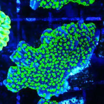 Montipora hispida Hulk 11K4
