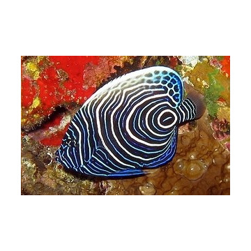 Pomacanthus Imperator juvenile : 6 à 8 cm  