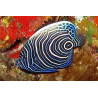 Pomacanthus-imperator Juvenile: 6 tot 8 cm  