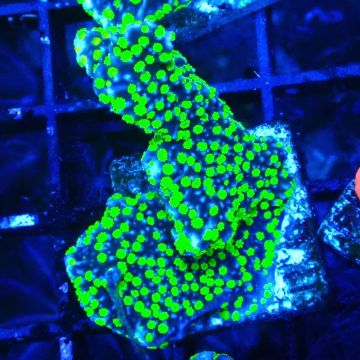 Montipora hispida Hulk 11K4