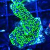 Bouture Montipora hispida Hulk 