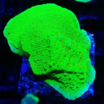 Montipora Season Greetings 11J4