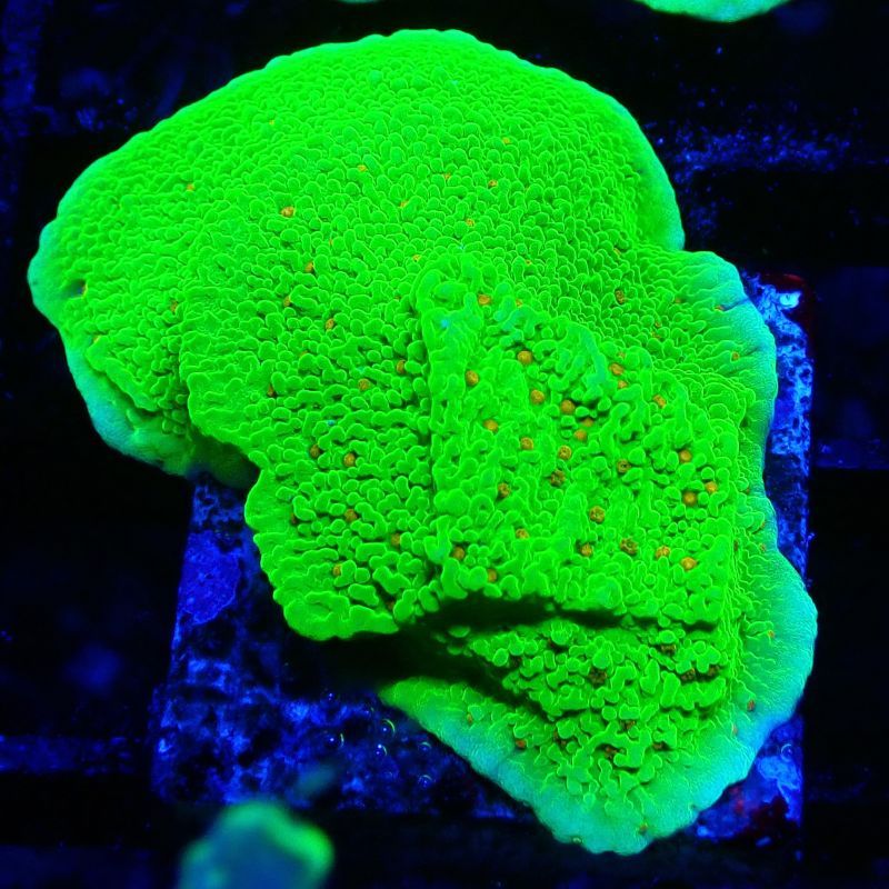 Montipora Season Greetings 11J4