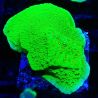 Montipora Season Greetings 11J4
