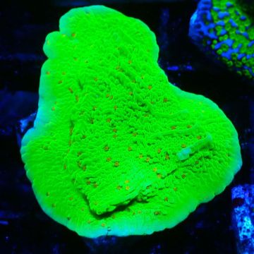 Montipora Season Greetings 11J4