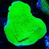 Montipora Season Greetings 11J4