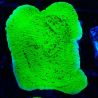 Montipora Season Greetings 11J4