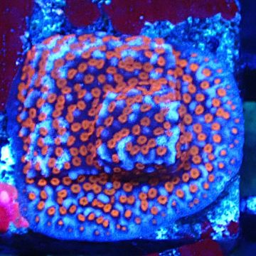 Montipora Superman 11A1