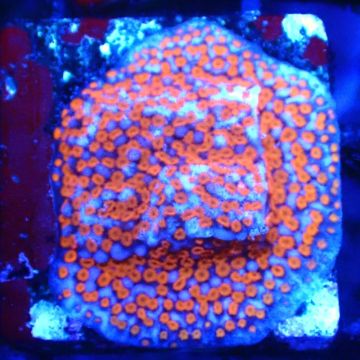 Montipora Superman 11A1