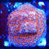 Montipora Superman 11A1