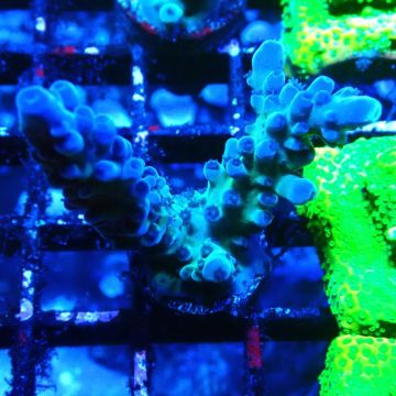 RAH Acropora austera teal 5X1