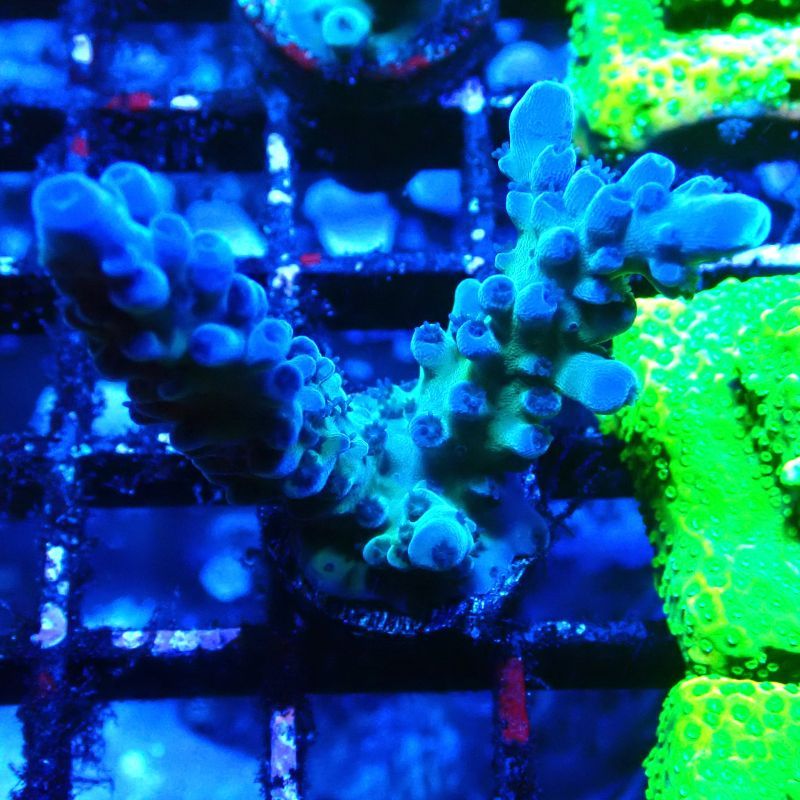 RAH Acropora austera teal 5X1
