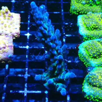 RAH Acropora austera teal 5X1