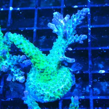 RAH Acropora Blue Lagoon 5E1