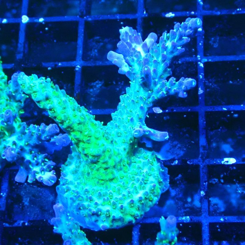 RAH Acropora Blue Lagoon 5E1