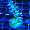 RAH Acropora Blue Lagoon 5E1