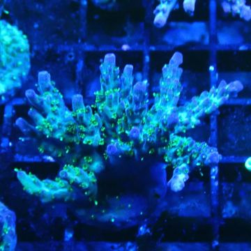 RAH Acropora Blue Lagoon 5E1