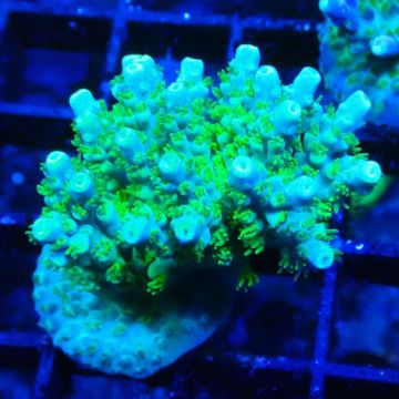 RAH Acropora Hematoma 5J7