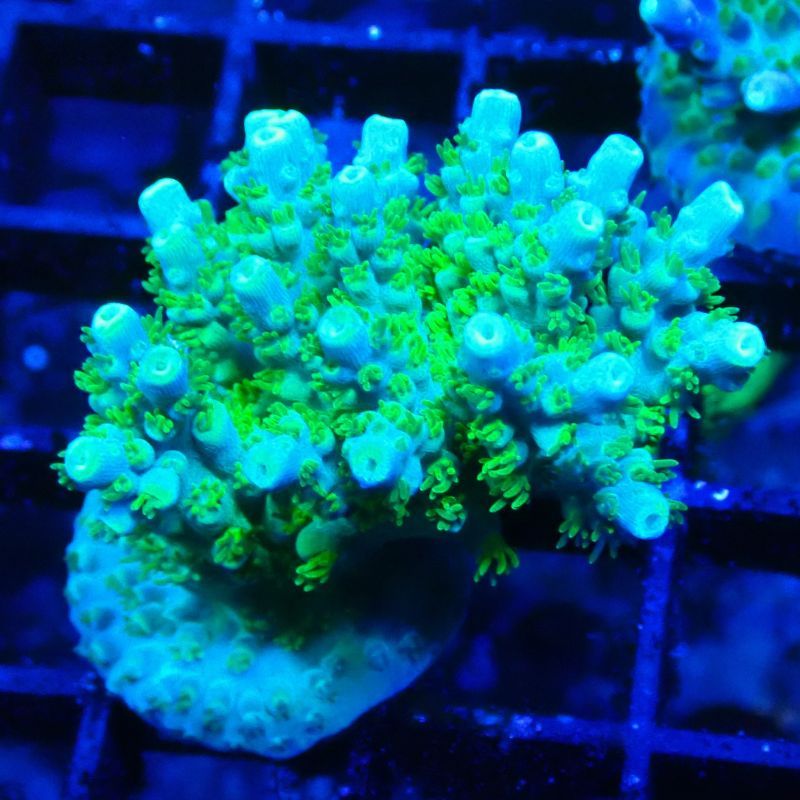 Bouture Acropora Hematoma 