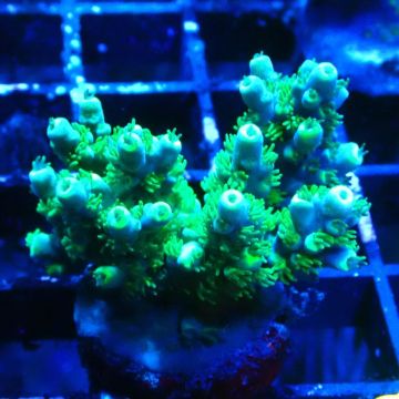 Bouture Acropora Hematoma 