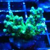 RAH Acropora Hematoma 5J7