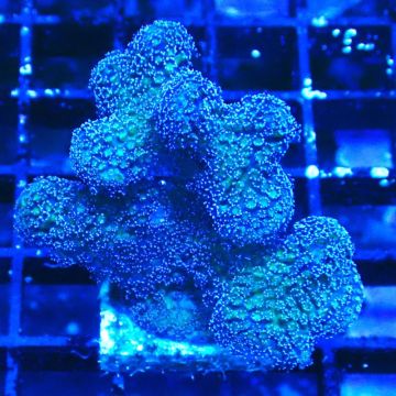 Stylophora Pink and Green Bush 1G1