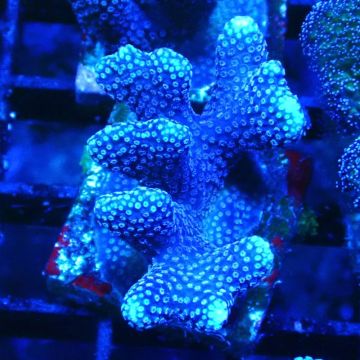 Stylophora Purple Thin Branch 1M6