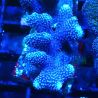 Stylophora Purple Thin Branch 1M6