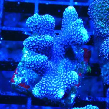 Stylophora Purple Thin Branch 1M6