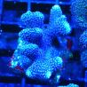 Stylophora Purple Thin Branch 1M6