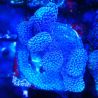 Stylophora Purple Thin Branch 1M6