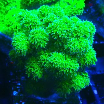 Stylophora Rose polypes vert fluo 1H1