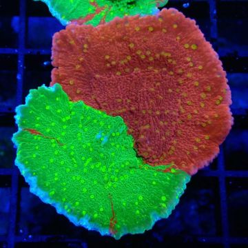 WWC Sunfire GRAFTED Monitpora plateau D6