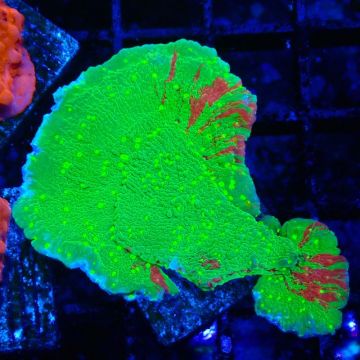 WWC Sunfire GRAFTED Monitpora plateau D6