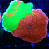 WWC Sunfire GRAFTED Monitpora plateau D6