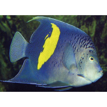 Pomacanthus Maculosus adulte : 7-8 cm