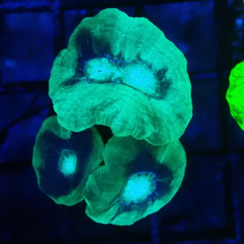 Bouture Caulastrea vert translucide