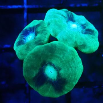 Bouture Caulastrea vert translucide