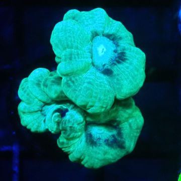 Bouture Caulastrea vert translucide