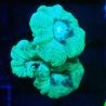 Bouture Caulastrea vert translucide