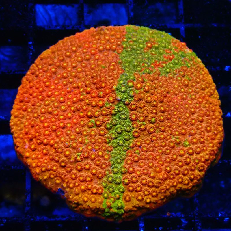 Bouture Cyphastrea cerailia 5-6 cm