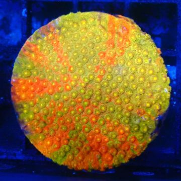 Bouture Cyphastrea cerailia 5-6 cm