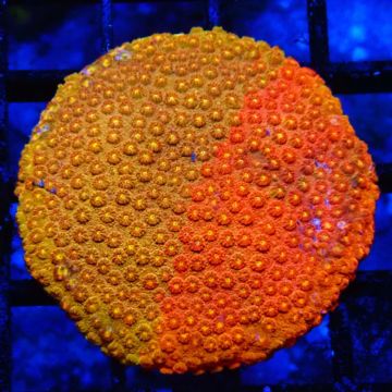 Bouture Cyphastrea cerailia 5-6 cm