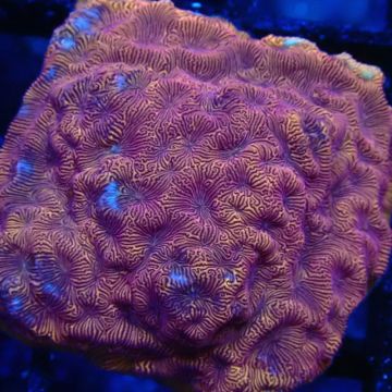 Bouture Leptastrea orange